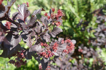 A closeup shot of daphnes