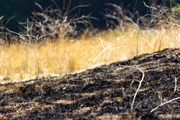 Burned area in california in late fall after a fire was put out