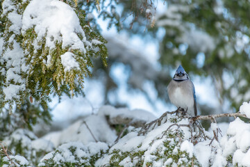 Bluejay staring straight at you landscape in winter