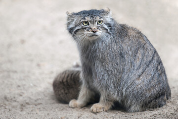 Pallas's cat (Otocolobus manul). Manul is living in the grasslands and montane steppes of Central Asia. Little cute baby manul with mother. Learning process. Small wild kitten. First steps © Igor