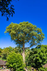 バリ島のゴアガジャ遺跡