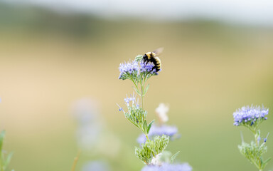 bee on a flower