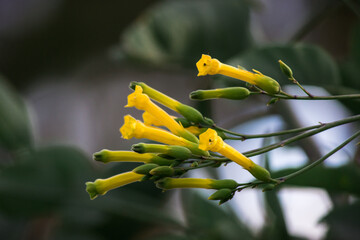 A closeup shot of blooming yellow tree tobacco flowers - Powered by Adobe