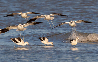 American avocets (Recurvirostra americana) in winter plumage near the ocean coast, Galveston, Texas, USA.