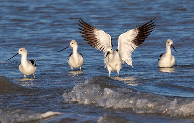 American avocets (Recurvirostra americana) in winter plumage near the ocean coast, Galveston, Texas, USA.