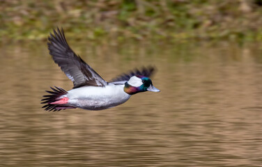 Bufflehead (Bucephala albeola) male flying over water reflecting colors of fall forest, Galveston, Texas, USA.