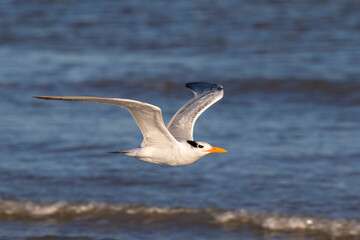 Royal tern (Thalasseus maximus) flying over ocean, Galveston, Texas.