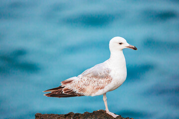 Seagulls are very intelligent birds, who live in colonies of few pairs or couple of thousands of birds. Seagulls will sleep in any wide-open spot, but prefer on a calm body of water.