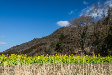 Obraz premium 早咲きの菜の花と青空