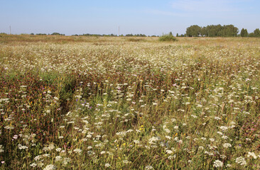Fototapeta premium glade with green grass and meadow flowers in nature in summer