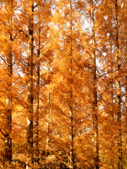 東京都　水元公園のメタセコイアの黄葉