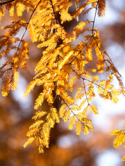 メタセコイアの黄葉