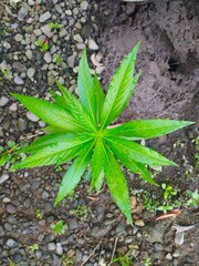 aloe vera plant in garden