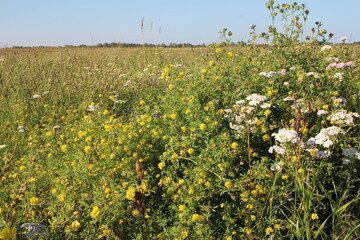 Obraz premium glade with green grass and meadow flowers in nature in summer