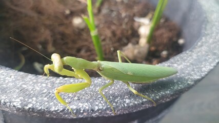 green praying mantis