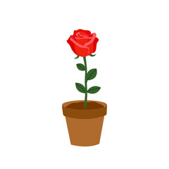 Rose plant in a pot in flat design on white background. Idea for Valentine’s Day card, poster, banner.