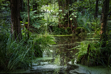 unberührte, wilde Natur in der Nähe von Berlin, das Briesetal