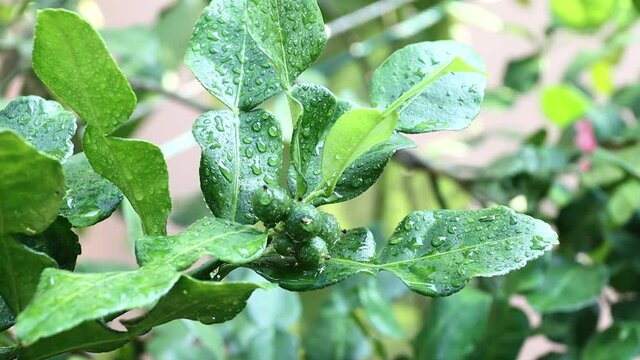 Fresh Bergamots and leaves on tree with water drops on them fruity,   with herbaceous bergamia Aroma