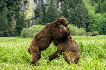 A selective focus shot of two grizzly bears play together in Khutzeeymateen provincial park