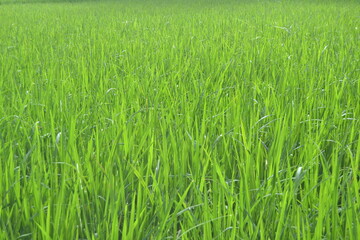 green rice field