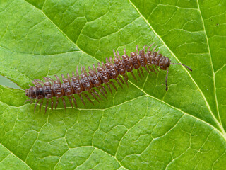 P1010006 flat-backed millipede, Polydesmus species, crawling on a green leaf cECP 2020
