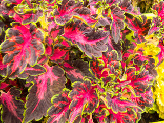 Coleus leaves