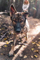 German shepherd walking on trail