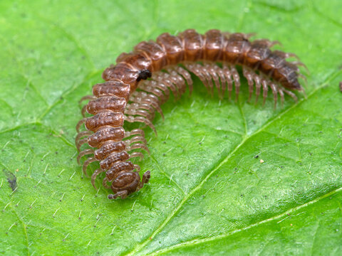 P1010057 flat-backed millipede, Polydesmus species, crawling on a green leaf cECP 2020