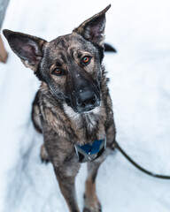 German shepherd staring into camera