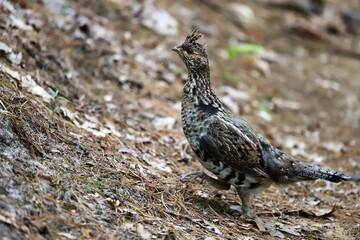 Female Ruffed Grouse Walking