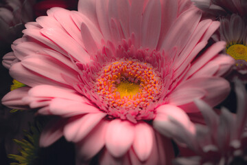 pink gerber daisy - obrazy, fototapety, plakaty