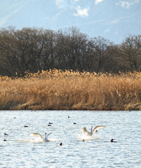 御宝田遊水地 降り立つ白鳥