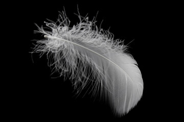 Soft single light white feather isolate on black background.