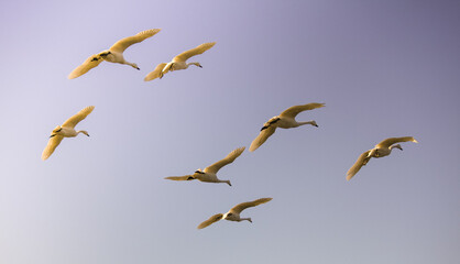 飛翔する白鳥の群れ