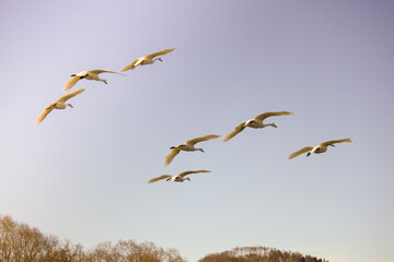 飛翔する白鳥の群れ