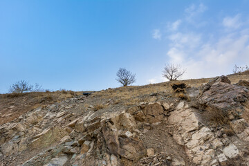 Tochal mountain ridge with rocks and trees in autumn against blue sky, Tehran, Iran. Tochal is a popular recreational region for Tehran's residents