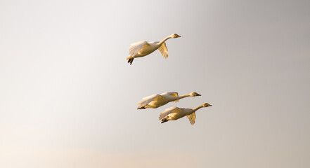 夕陽の中を飛翔する白鳥たち