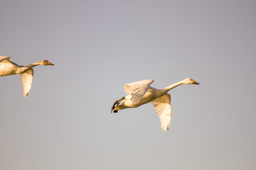 夕陽の中を飛翔する白鳥たち