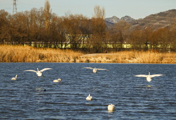 御宝田遊水地 降り立つ白鳥たち