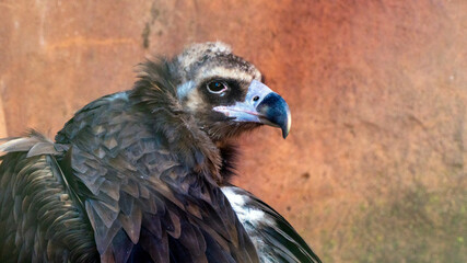 Close up of a condor