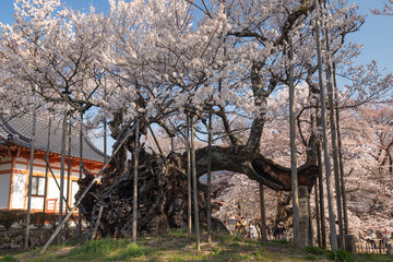 実相寺　山高神代桜