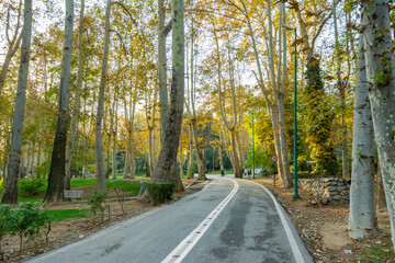 Fototapeta premium Golden forest in autumn in Sa'dabad palace Complex, built by the Qajar and Pahlavi monarchs, located in Shemiran, Greater Tehran, Iran