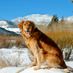 Obraz premium golden retriever in the mountain snow