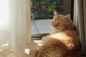 日向ぼっこしながら外を見る猫（マンチカン）