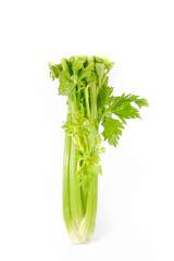 Bunch of fresh celery on white background 