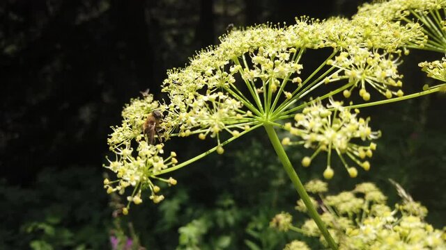 Bee collects nectar from flowering umbel of wild angelica (Angelica sylvestris)