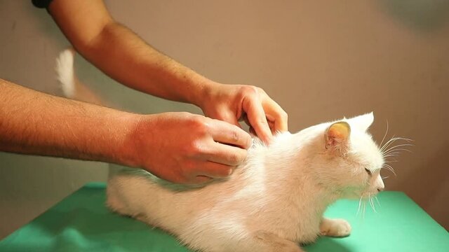 cat refuses food after being poisoned.
veterinarian injects the patient cat with TPN solution subcutaneously.
Total Parenteral Nutrition (TPN) - Nutritional Disorders - MSD.
veterinary medicine, vet