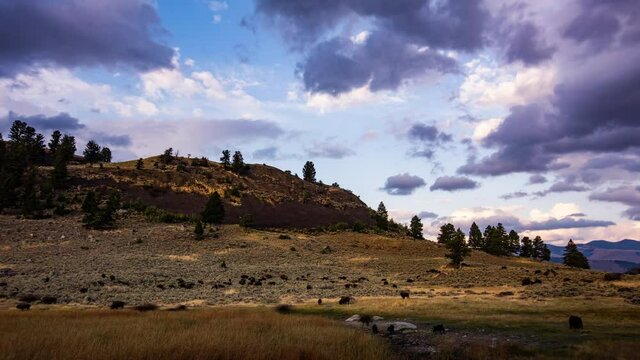 Time-lapse - Bison herd parades in the grasslands with mountain landscape and beautiful sunset clouds at Yellowstone National Park, Wyoming, U.S.A.