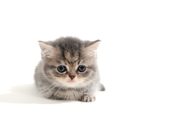 Fluffy gray kitten on a white background