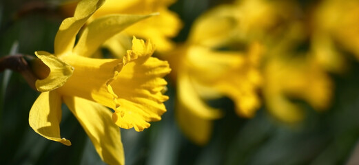 A large number of bright yellow narcissuses in beams of the day spring sun.